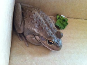 Western Green Tree Frog (s)