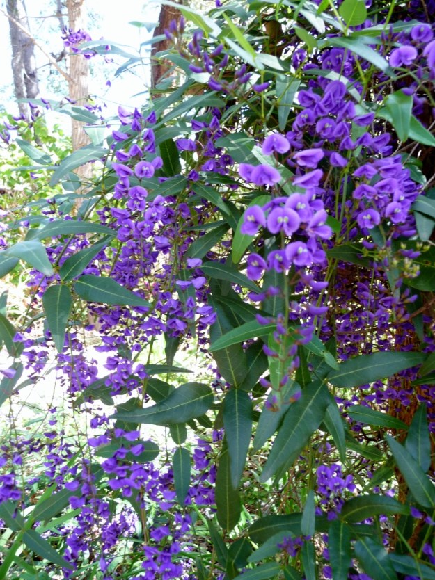 Native Wisteria at Balligar
