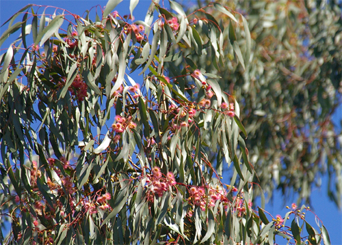 pink-flowering-yellow-gum by Geoff Park