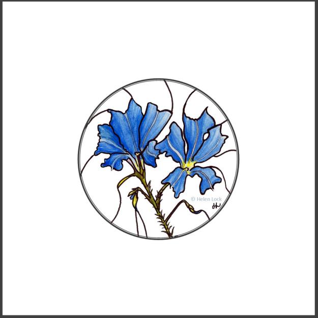 Blue Leschenaultia at Balligar