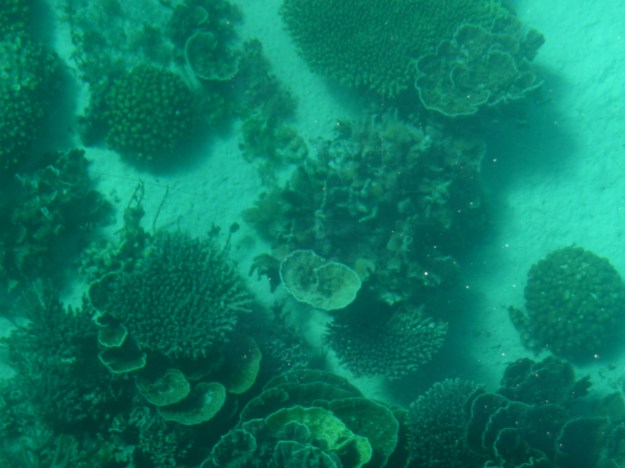 Ningaloo Reef From A Glass Bottomed Boat