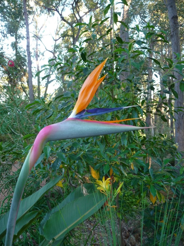 Bird Of Paradise (Strelitzia)