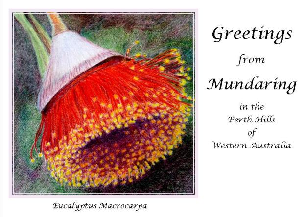 Eucalyptus Macrocarpa Postcard by Helen Lock