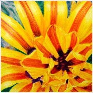 Gazania Orange by Helen Lock