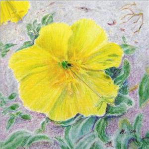 Beach Primrose by Helen Lock