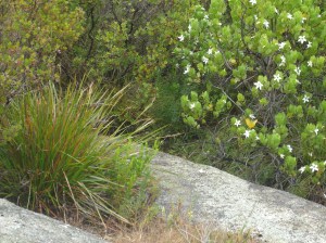 Sticky Tailflower Bush, Albany, WA