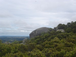 Anthocercis Viscosa, Albany, WA