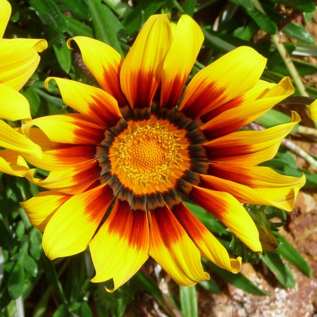 Gazania At Balligar
