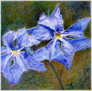 WA Rainbow - Indigo (Blue Leschenaultia) by Helen Lock