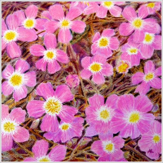 WA Rainbow - Violet (Parakeelya)