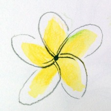 Frangipani Flower Sketch 2, Lovina, Bali