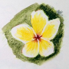 Frangipani Flower Sketch 1, Lovina, Bali