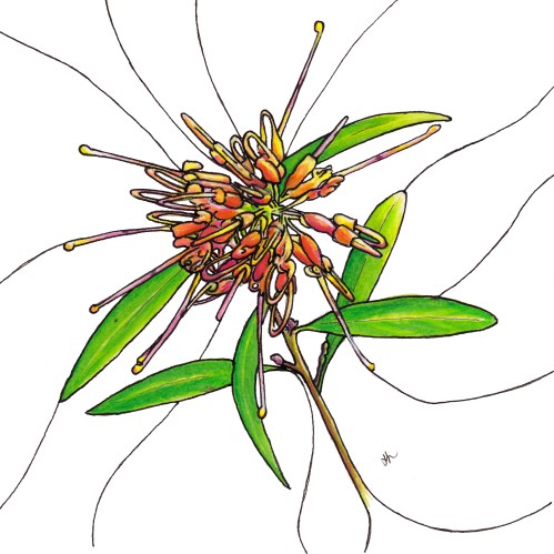 Grevillea Olivacea - Helen Lock