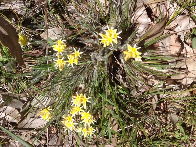 Bristly Cottonhead Cropped