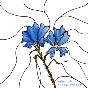 Blue Leschenaultia FS Frame and Name copy