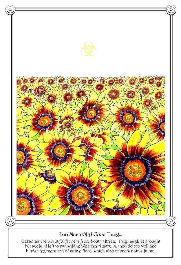 Gazanias Laugh At Drought