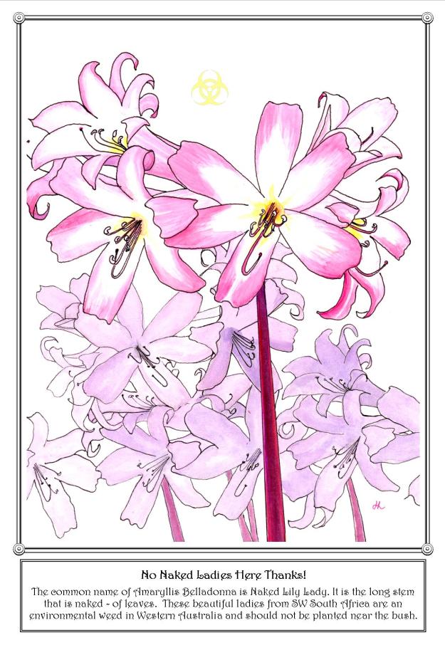 Amaryllis Belladonna - Helen Lock