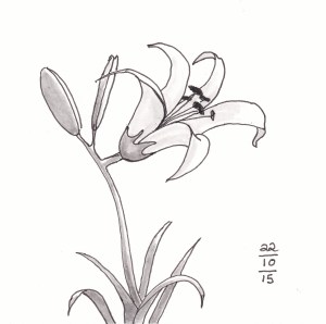 Day Lily - #Inktober 22