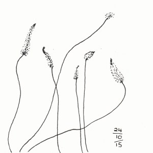 Grass Trees Inktober 24