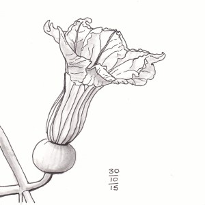 Pumpkin Flower - #Inktober 30