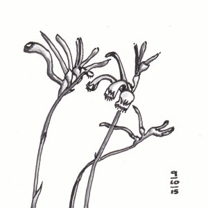 Red and Green Kangaroo Paws - #Inktober 9