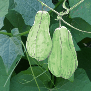 Chokoes - Photoshopped