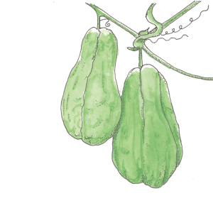 Chokoes - Ink & Watercolour - Helen Lock