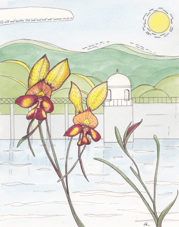 Donkey Orchids - Mundaring Weir WA