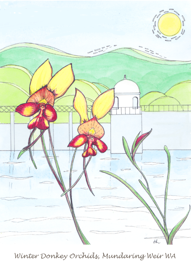 Winter Donkey Orchids - Mundaring Weir