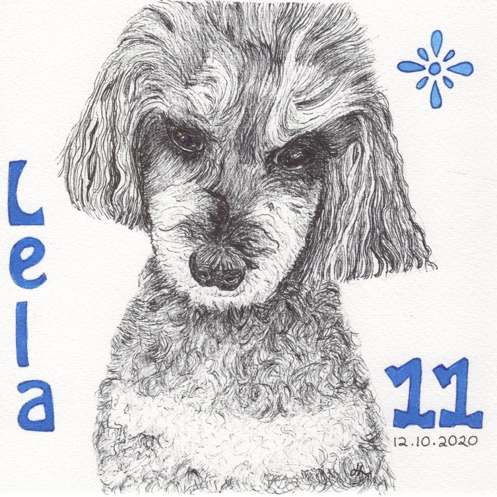 Our toy poodle is a mix of a black and a champagne, known as a phantom. Lela was 11 on the 12th. #Inktober2020 Day 12 - Helen Lock - Western Australian artist
