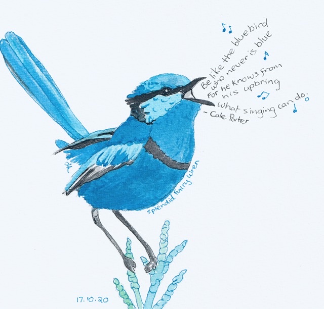 Splendid Fairy Wren - Be like the bluebird - #Inktober2020 Day 17 - Helen Lock