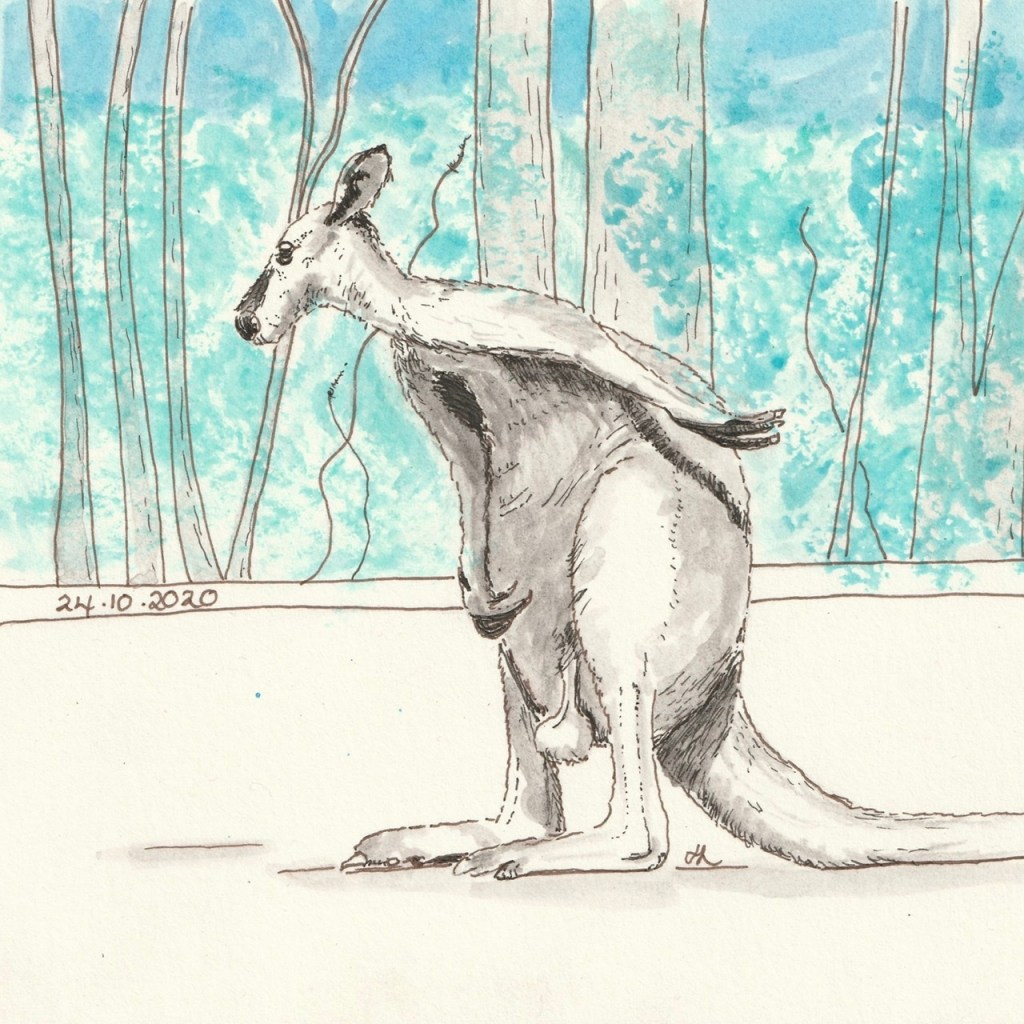Kangaroos around and in the John Forrest Tavern inside the oldest National Park in WA.  Seas the day! #Inktober2020 Day 24. Helen Lock