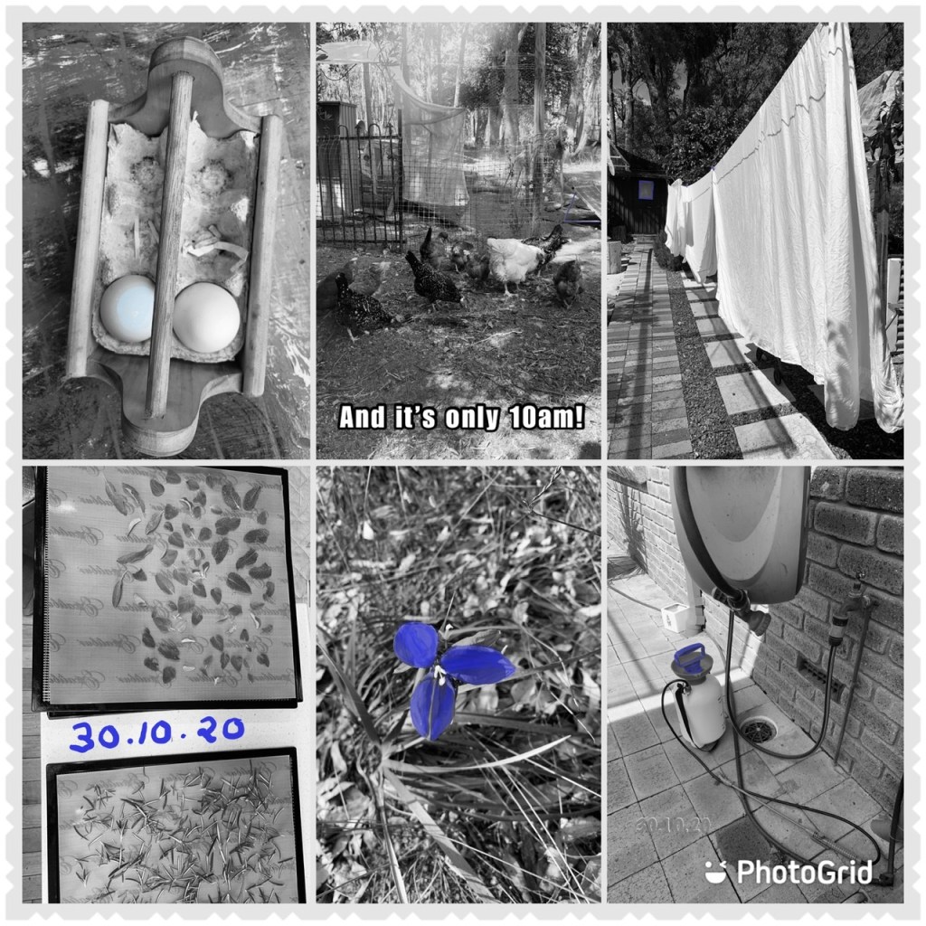 Somewhere over the rainbow... dream s really do come true.  Living the dream includes lots of hard work.  #Inktober2020 Day 30. Helen Lock - Western Australian artist.
